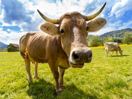 ಗೋವಿನ ಬಗ್ಗೆ ನಿಮಗೆ ತಿಳಿಯದ ರೋಚಕ ಸಂಗತಿಗಳು