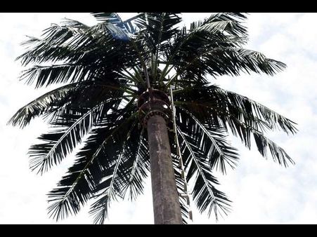 ಹುಬ್ಬಳ್ಳಿಯಲ್ಲೊಂದು ತೆಂಗಿನ ಮರ ಹೋಲುವ ಮೊಬೈಲ್ ಟವರ್