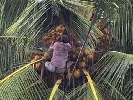 ರುಚಿಕರ ಬೊಂಡಾ ಹಿಂದಿದೆ ಕೂಲಿಗಾರರ ಬೆವರಿನ ಹನಿ
