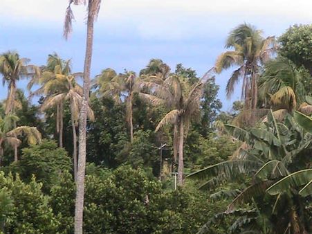 ಕರಾವಳಿ ತೆಂಗು ಬೆಳೆಗಾರರಿಗೆ ಕಪ್ಪು ತಲೆ ಹುಳದ ಚಿಂತೆ