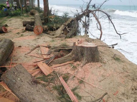 ಕಡಲ್ಕೊರೆತದ ನೆಪ, ಮರಗಳ ಮಾರಣಹೋಮಕ್ಕೆ ಅರಣ್ಯ ಇಲಾಖೆ ಬ್ರೇಕ್