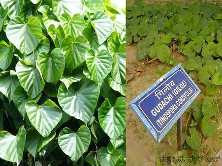 ಡೆಂಗ್ಯೂ, ಚಿಕೂನ್ ಗುನ್ಯಾ ಮತ್ತು ಅಜ್ಜಿ ಕೊಟ್ಟ ಅಮೃತಬಳ್ಳಿ ಕಷಾಯ!