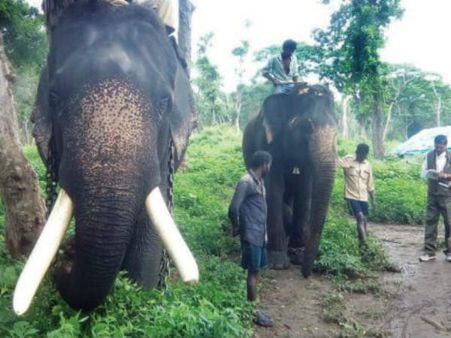 ಆನೆಗೆ ಡಯಟ್ ಪ್ಲಾನ್: ಜಂಬುಸವಾರಿಗೆ ತಯಾರಾಗುತ್ತಿವೆ ಮದಗಜ