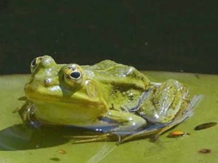 ಕಪ್ಪೆ ಮಾಂಸದಾಸದಿಂದ ಅಪಾಯಕ್ಕೆ ಸಿಲುಕಿದೆ ಮಂಡೂಕ ಸಂತತಿ!