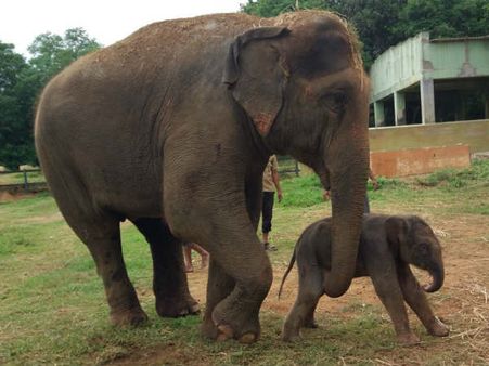 ಐರಾವತಿ ಹಡೆದಿದ್ದಾಳೆ, ತಾಯಿ ಮಗು ಆರೋಗ್ಯವಾಗಿದ್ದಾರೆ