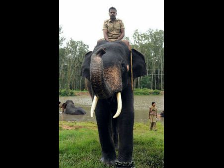 ಈ ಬಾರಿ ಮೈಸೂರು ದಸರಾ ಅಂಬಾರಿ 'ಭೀಮ'ನ ಹೆಗಲಿಗೆ?