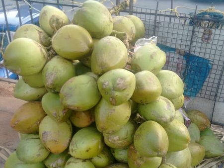 ಶ್ರವಣಬೆಳಗೊಳ : ಮಸ್ತಕಾಭಿಷೇಕದಲ್ಲಿ ಪ್ರವಾಸಿಗರಿಗೆ ಎಳನೀರು ಭಾಗ್ಯ