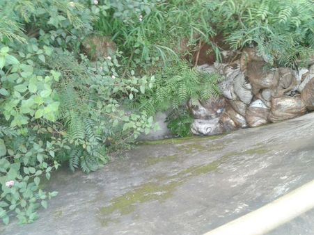 ದುಸ್ಥಿತಿಯಲ್ಲಿ ಹಾರಂಗಿ ನಾಲೆ: ಮೈಸೂರು-ಹಾಸನ ರೈತರಲ್ಲಿ ಆತಂಕ