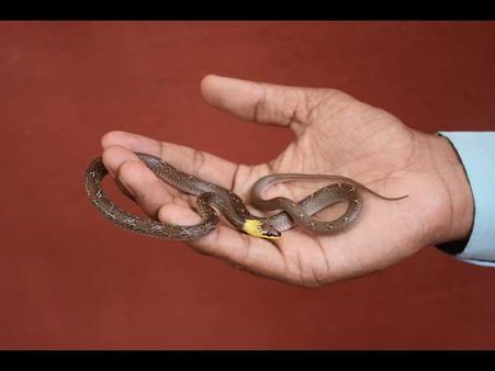 ಹೈದರಾಬಾದಿನಲ್ಲಿ ಪತ್ತೆಯಾಯ್ತು ಹಳದಿ ಕಂಠದ ಅಪರೂಪದ ಹಾವು