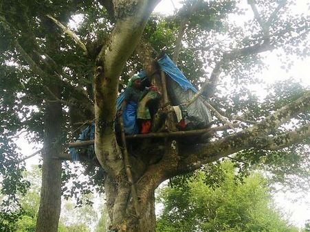 ಮೈಸೂರು: ಕಾಡಾನೆಗೆ ಹೆದರಿ ಮರದ ಮೇಲೆ ಮನೆ ಮಾಡಿದ ಮಹಿಳೆ