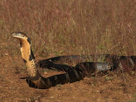 ಆಗಸ್ಟ್ 18ಕ್ಕೆ ಬೆಂಗಳೂರಲ್ಲಿ ಕಾಳಿಂಗ ಸರ್ಪದ ಬಗ್ಗೆ ಚಿತ್ರ ಪ್ರದರ್ಶನ