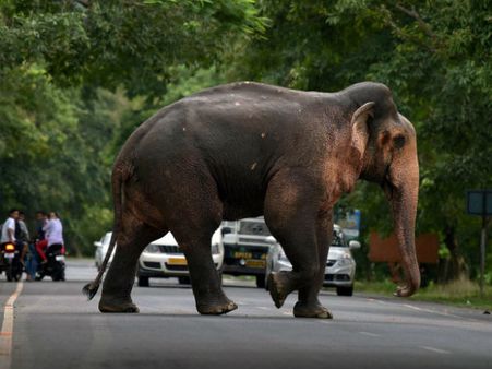 ಆನೆಗಳ ಸಂಖ್ಯೆಯಲ್ಲಿ ಕರ್ನಾಟಕ ದೇಶಕ್ಕೆ ನಂಬರ್ 1
