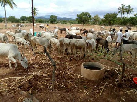 ಕಟುಕರ ಪಾಲಾಗುವ ಗೋವುಗಳಿಗೆ ರಕ್ಷೆ, ಆ 11ರಿಂದ ಅಭಯ ಜಾತ್ರೆ