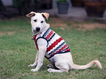 ನಾಯಿ ಬಾಲ ಡೊಂಕೆ, ಸರಿಮಾಡೋಕೆ ಹೋಗ್ಬೇಡ ಮಂಕೆ!