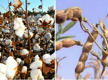 ತೊಗರಿ, ಹತ್ತಿ ಬೆಳೆಯುವ ರೈತರಿಗೆ ಕೆಲವು ಸಲಹೆಗಳು