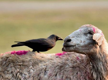 ಅದೇ ಈ ಮನುಷ್ಯ ಇದ್ದಾನೆ ನೋಡಿ, ಅಬ್ಬಬ್ಬಾ!