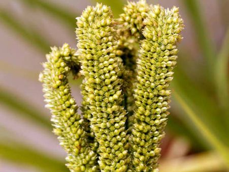 ಊಟಕ್ಕೆ ಮುದ್ದೆ ಇಲ್ಲದೇ ಇದ್ದರೆ ಊಟನೇ ಅಲ್ಲ ಸ್ವಾಮೀ!