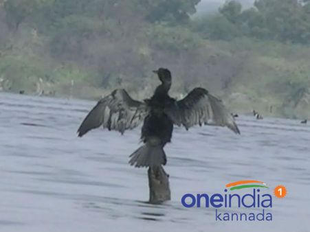 ನಿಜಾಮರ ಕಾಲದ ಬೋನಾಳ್ ಕೆರೆಯ ಸುತ್ತ ಒಂದು ಸುತ್ತು!