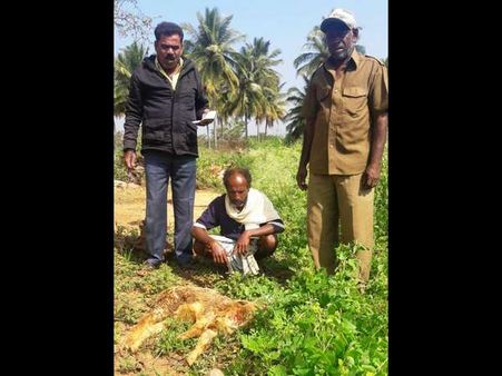 ಬೂಕನಕೆರೆ ವ್ಯಾಪ್ತಿಯಲ್ಲಿ ಜನರ ನಿದ್ದೆ ಕೆಡಿಸಿದ ಚಿರತೆ