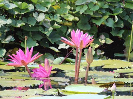 ಮಂಗಳೂರಿನ 'ಪಿಲಿಕುಳ ಜೈವಿಕ ಉದ್ಯಾನವನ' ಅಭಿವೃದ್ಧಿಗೆ ಮಾಸ್ಟರ್ ಪ್ಲಾನ್