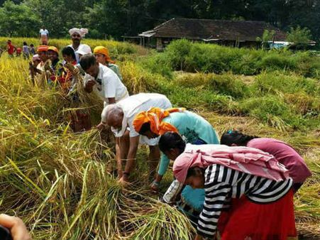 ಬಂಗಾರದ ಬೆಳೆ ಬೆಳೆದ ಕಲ್ಲಡ್ಕ ಪ್ರಭಾಕರ ಭಟ್ಟರ ಶಾಲೆಯ ಮಕ್ಕಳು