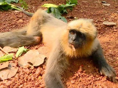 ಮಂಗಳೂರು: 150 ಲಂಗೂರ್ ಗಳನ್ನು ತಿಂದು ತೇಗಿದ ಬೇಟೆಗಾರರು