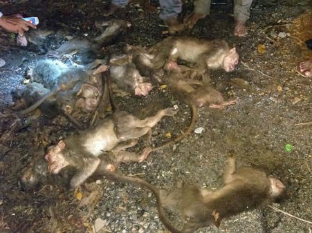 ಆಗುಂಬೆ ಘಾಟಿಯಲ್ಲಿ 20ಕ್ಕೂ ಹೆಚ್ಚು ಮಂಗಗಳ ಮಾರಣ ಹೋಮ