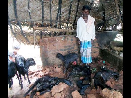 ಮಂಡ್ಯದಲ್ಲಿ ಮಳೆಗೆ ಗೋಡೆ ಕುಸಿದು ಆರು ಮೇಕೆ ಸಾವು