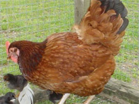 ಪಾಕಿಸ್ತಾನದಲ್ಲಿ ಕೋಳಿ ಮೇಲೆ ಅತ್ಯಾಚಾರ, ಬಾಲಕನ ಬಂಧಿಸಿದ ಪೊಲೀಸರು