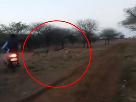 ಗುಜರಾತ್ : ಸಿಂಹಕ್ಕಿಂತಲೂ ಕ್ರೂರಿಗಳು ಇವರು..