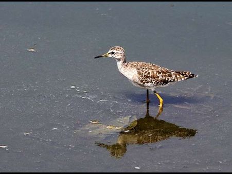 ಕಳ್ಳ ಬಂದ ಕಳ್ಳ ಎಂದು ಎಚ್ಚರಿಸುವ ತಿತ್ತಿರಿ ಹಕ್ಕಿ!