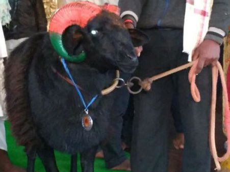 ಬೆಳಗಾವಿಯ ಈ ಟಗರಿನ ಬೆಲೆ ಬರೋಬ್ಬರಿ 5.10 ಲಕ್ಷ