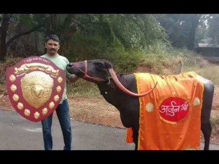 ಮಹಾರಾಷ್ಟ್ರದಲ್ಲಿ ಕೀರ್ತಿ ಪತಾಕೆ ಹಾರಿಸಿದ ಬೆಳಗಾವಿಯ ಹೆಮ್ಮೆಯ ಎಮ್ಮೆ