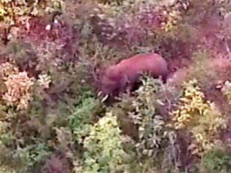 ದಾವಣೆಗೆರೆಯಲ್ಲಿ ಆನೆಗಳ ಪತ್ತೆಗೆ ಡ್ರೋಣ್ ಬಳಕೆ: ಅಭಿಷೇಕ್ ಗೋಯಲ್