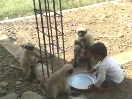 ಹುಬ್ಬಳ್ಳಿಯಲ್ಲೊಂದು ಚಿನ್ನಾರಿ ಬಾಲಕನ ವಾನರ ಸೈನ್ಯ