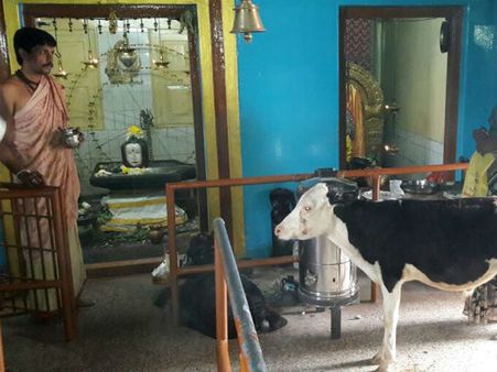 ದೇವಸ್ಥಾನಕ್ಕೆ ತೆರಳಿ ನಿತ್ಯ ರಾಮನ ದರ್ಶನ ಮಾಡುವ ಕರು!