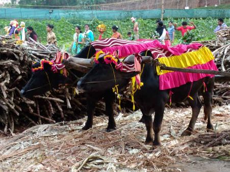 ಕೃಷಿಸಿರಿ ಸಮ್ಮೇಳನದಲ್ಲಿ ಕಂಬಳ ಕೋಣಗಳ ಸೌಂದರ್ಯ ಸ್ಫರ್ಧೆ