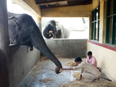 ಕೊನೆಗೂ ಬಂತು ಬಂಡೀಪುರದ ಸಾಕಾನೆಗಳಿಗೆ ಆಹಾರ!