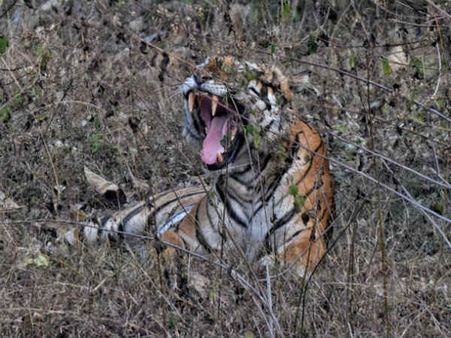 ನಾಗರಹೊಳೆಯಲ್ಲಿ ಹುಲಿಗಣತಿ: ಮೊದಲ ದಿನವೇ ಕಂಡವು 3 ಹುಲಿ!