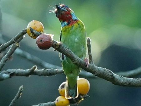 ಕೈಗಾದಲ್ಲಿ ಬರ್ಡ್‌ ಮ್ಯಾರಾಥಾನ್; 8 ಹೊಸ ಪಕ್ಷಿಗಳು ಪತ್ತೆ