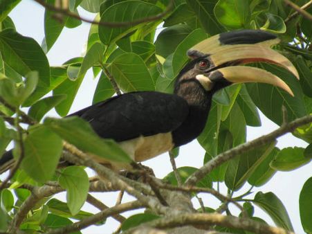 ದಾಂಡೇಲಿಯಲ್ಲಿ ಫೆ. 2ರಿಂದ ಹಾರ್ನ್ ಬಿಲ್ ಫೆಸ್ಟಿವಲ್!
