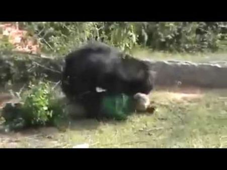 ಕನಕಪುರದಲ್ಲಿ ಕರಡಿ ದಾಳಿಗೆ ಗರ್ಭಿಣಿ ಬಲಿ