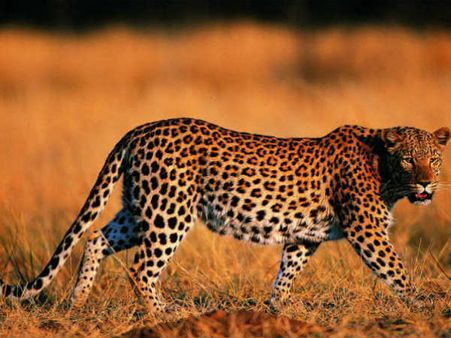 ತುಮಕೂರು: ಮನೆಗೆ ನುಗ್ಗಿದ ಚಿರತೆ: ಶೌಚಾಲಯದಲ್ಲಿ ರಕ್ಷಣೆ ಪಡೆದ ಮಹಿಳೆಯರು