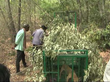 ಗ್ರಾಮಸ್ಥರ ನಿದ್ದೆ ಕಸಿದ ಮೀಸಗಾನಹಳ್ಳಿ ಸುತ್ತಮುತ್ತಲ ಚಿರತೆ ಓಡಾಟ