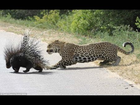 ಮೈಸೂರು:ರಸ್ತೆಯಲ್ಲೇ ಚಿರತೆ-ಮುಳ್ಳುಹಂದಿ ಓಡಾಟ, ಆತಂಕ