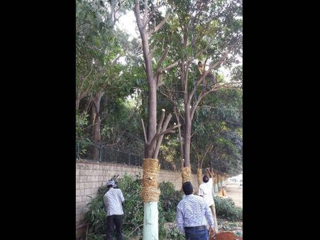 ಮೆಟ್ರೋ ಮಾರ್ಗ: ಬನ್ನೇರುಘಟ್ಟ ರಸ್ತೆಯಲ್ಲಿ 185 ಮರಗಳ ಸ್ಥಳಾಂತರ