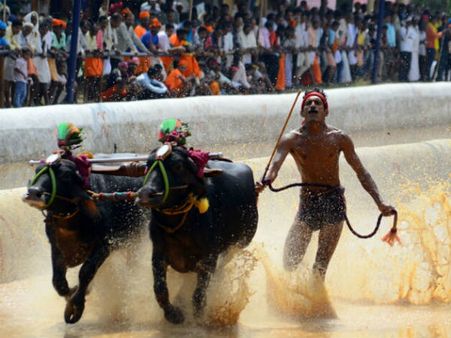 ಕಂಬಳಕ್ಕೆ ತಡೆ ನೀಡಲು ಸುಪ್ರೀಂ ಕೋರ್ಟ್ ನಕಾರ