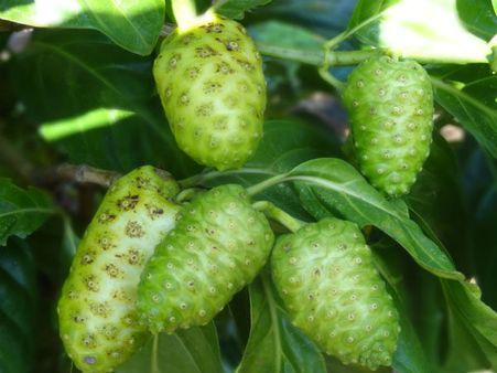 ಸಿಲಿಕಾನ್ ಸಿಟಿಗೆ ಕಾಲಿಟ್ಟಿದೆ ಜೀವ ವರ್ಧಕ ಅಮೃತ ನೋನಿ ಹಣ್ಣುಗಳು!