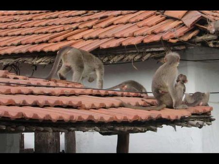 ಯಳಂದೂರಲ್ಲಿ ಕೋತಿ ಕಾಟಕ್ಕೆ ಬಸವಳಿದ ಜನ