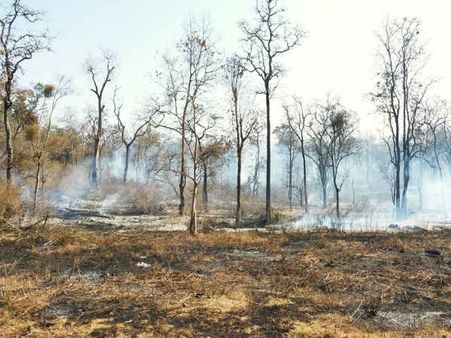 ನಾಗರಹೊಳೆ ಅರಣ್ಯದಲ್ಲಿ ಶುರುವಾಗಿದೆ ಕಾಳ್ಗಿಚ್ಚಿನ ಭಯ!